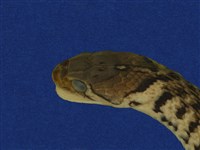 草花蛇藏品圖，第9張